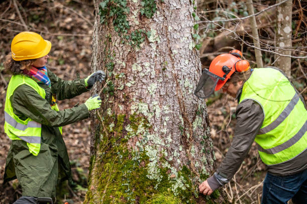 Best Tree Risk Assessment  in Boiling Springs, PA